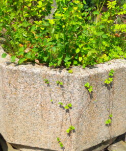 Pflanztrog aus Granit